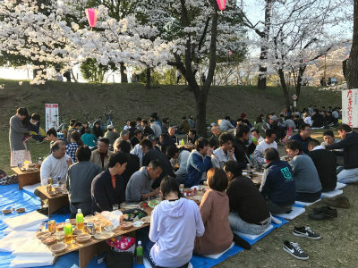 桜を見ながら大宴会 花見会開催 注文住宅を長野で建てる美し信州建設のイベント情報